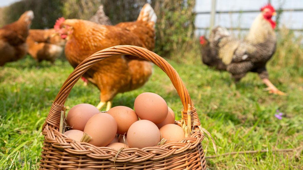Korb mit Eiern, im Hintergrund Hühner